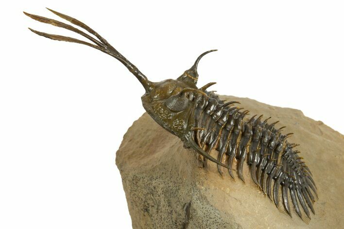 Spiny Trident Walliserops Trilobite - Foum Zguid, Morocco #344454